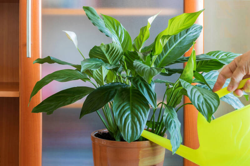 Спатифиллум или «женское счастье»: правила ухода в домашних условиях
