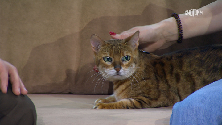 Актриса Анна Чурина: "Моя кошка Марго &ndash; наш врач"